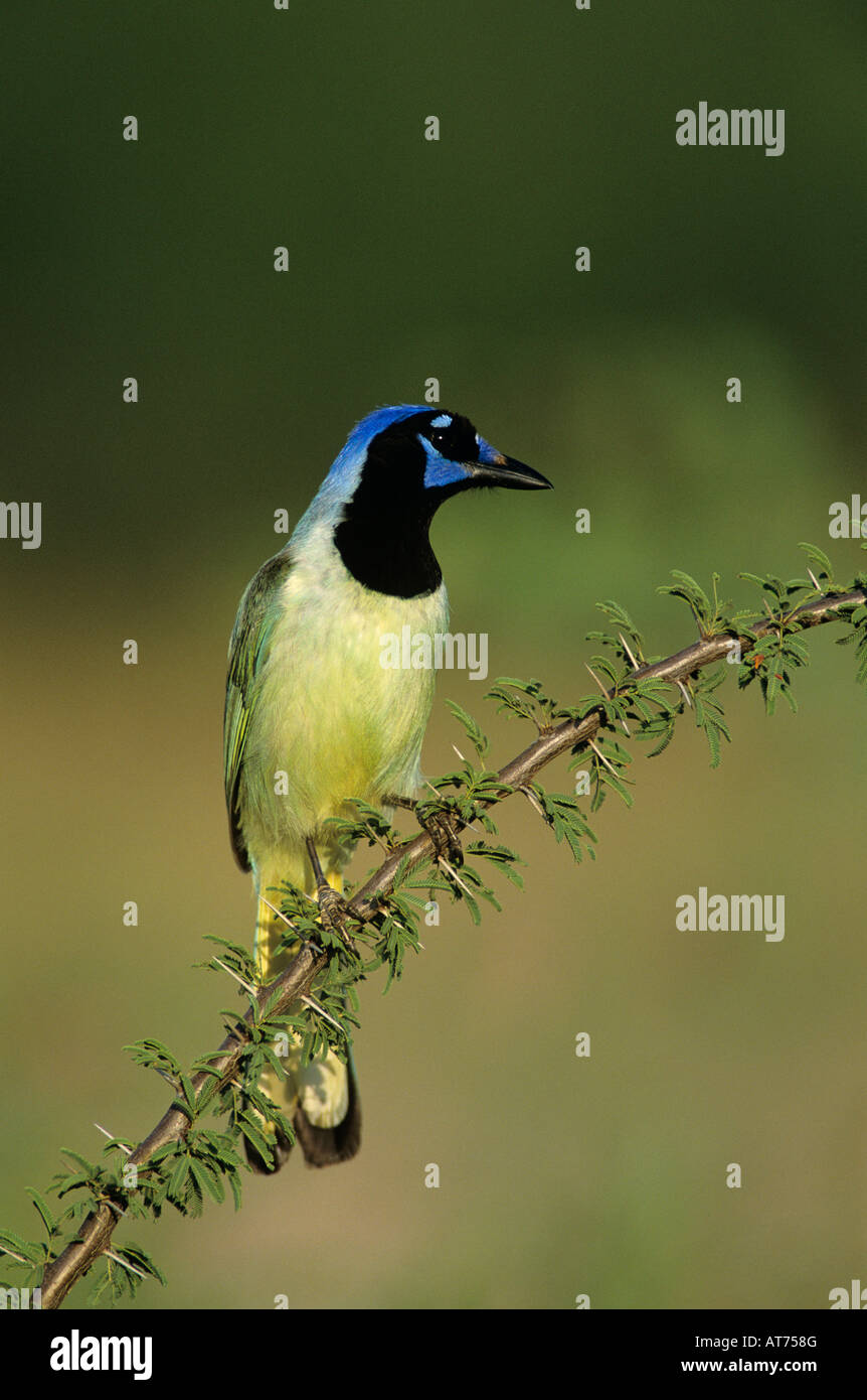 Green Jay Cyanocorax yncas adulto Starr County Rio Grande Valley Texas USA Marzo 2002 Foto Stock