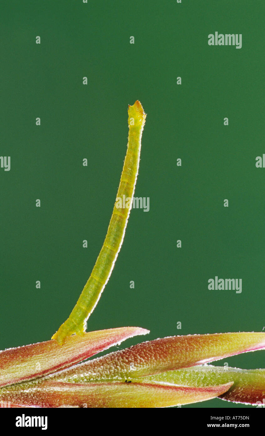 Measuringworm Moth Geometridae bruco su Bromeliad Rio Grande Valley Texas USA Foto Stock