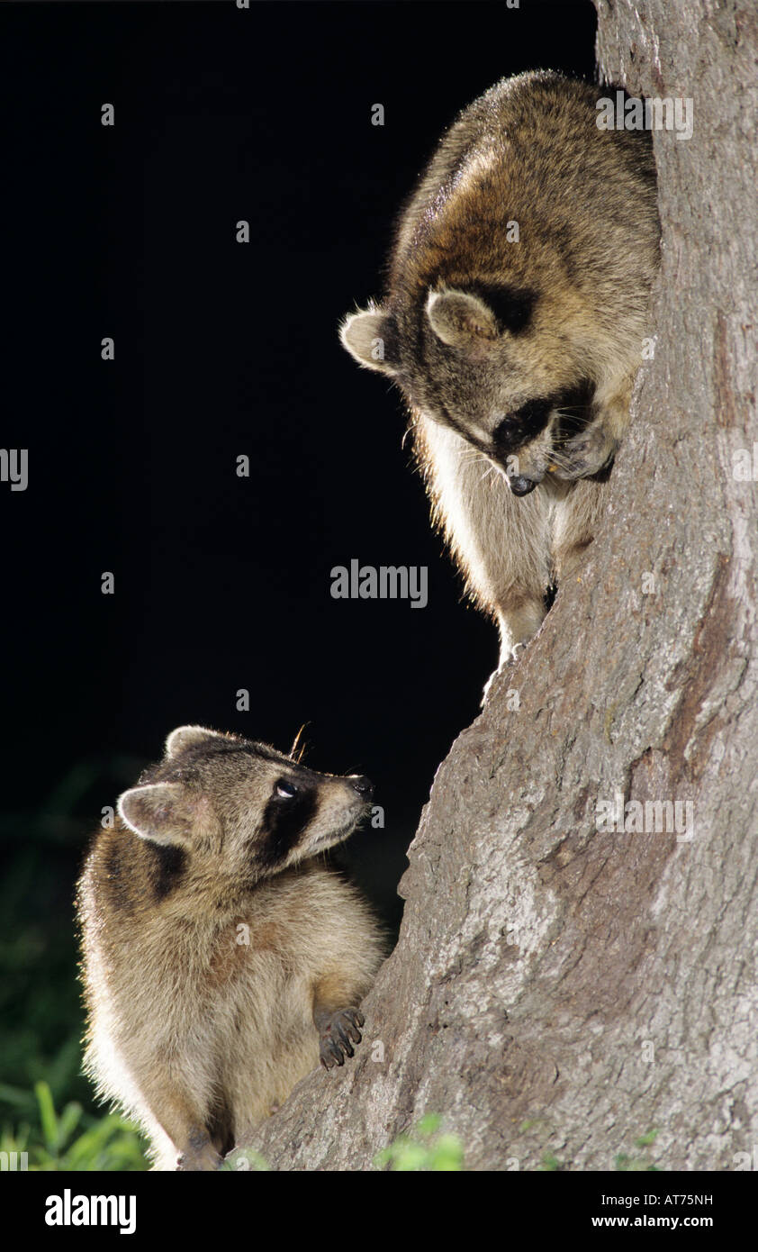 Northern Raccoon Procione lotor due adulti a foro di albero in albero di quercia di notte il lago di Corpus Christi Texas USA Maggio 2003 Foto Stock