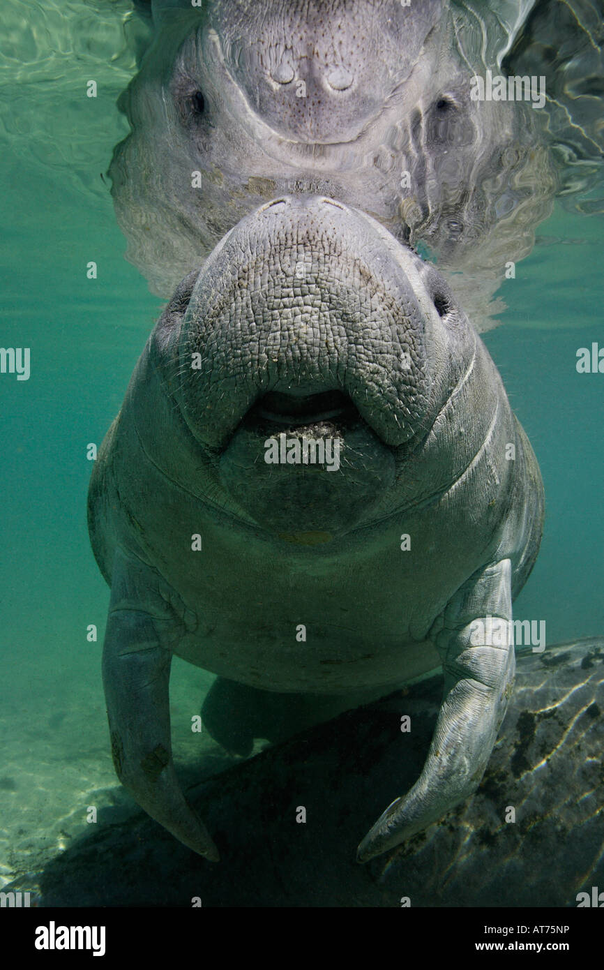 Nz0527-D. Florida Manatee, Trichechus manatus latirostris. Florida, Stati Uniti d'America. Foto Copyright Brandon Cole Foto Stock