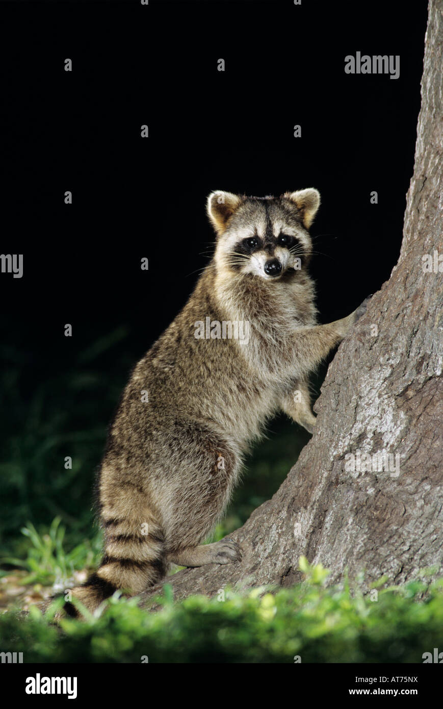 Northern Raccoon Procione lotor adulto presso il foro di albero in albero di quercia di notte il lago di Corpus Christi Texas USA Maggio 2003 Foto Stock