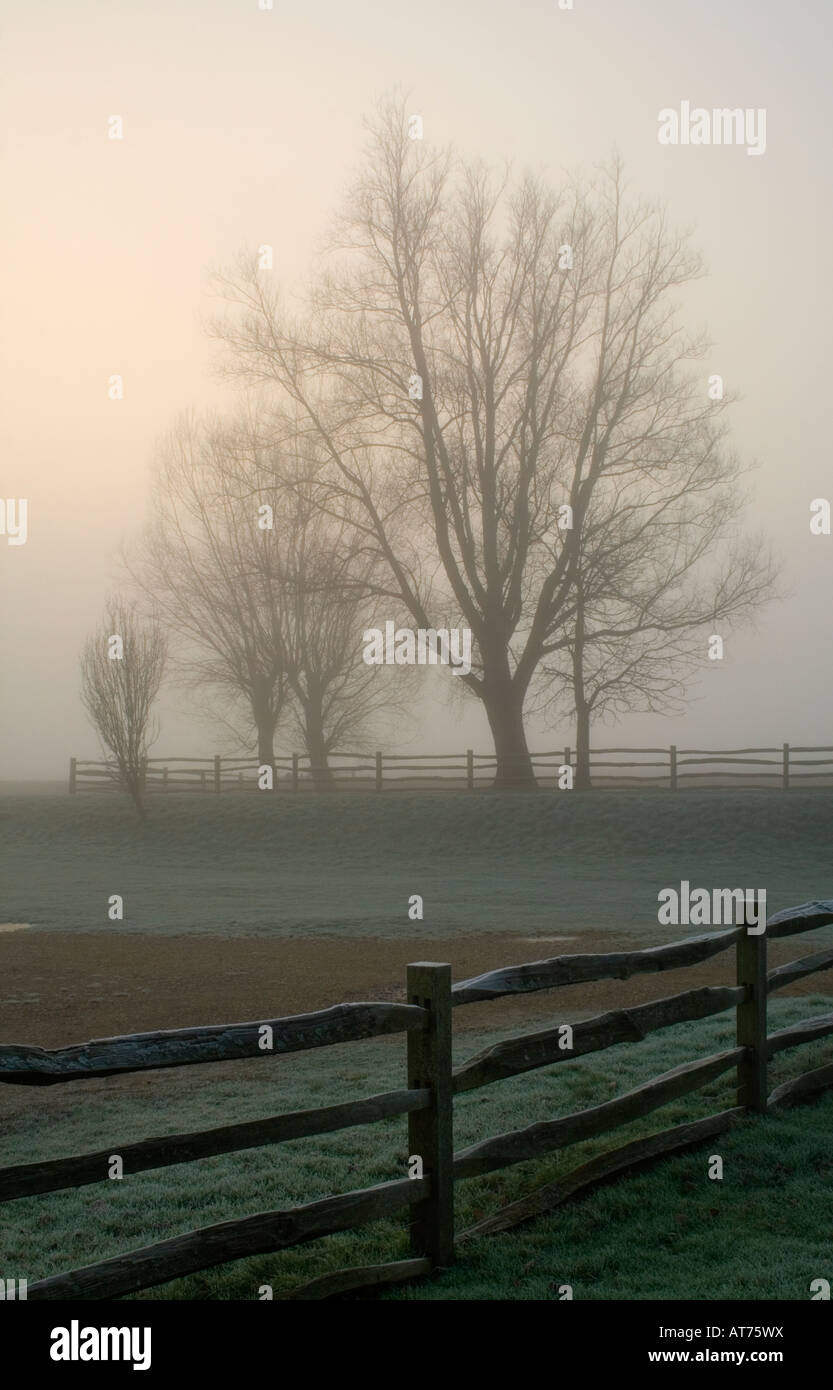 Alberi nella nebbia di sunrise recinzione in legno in primo piano Foto Stock