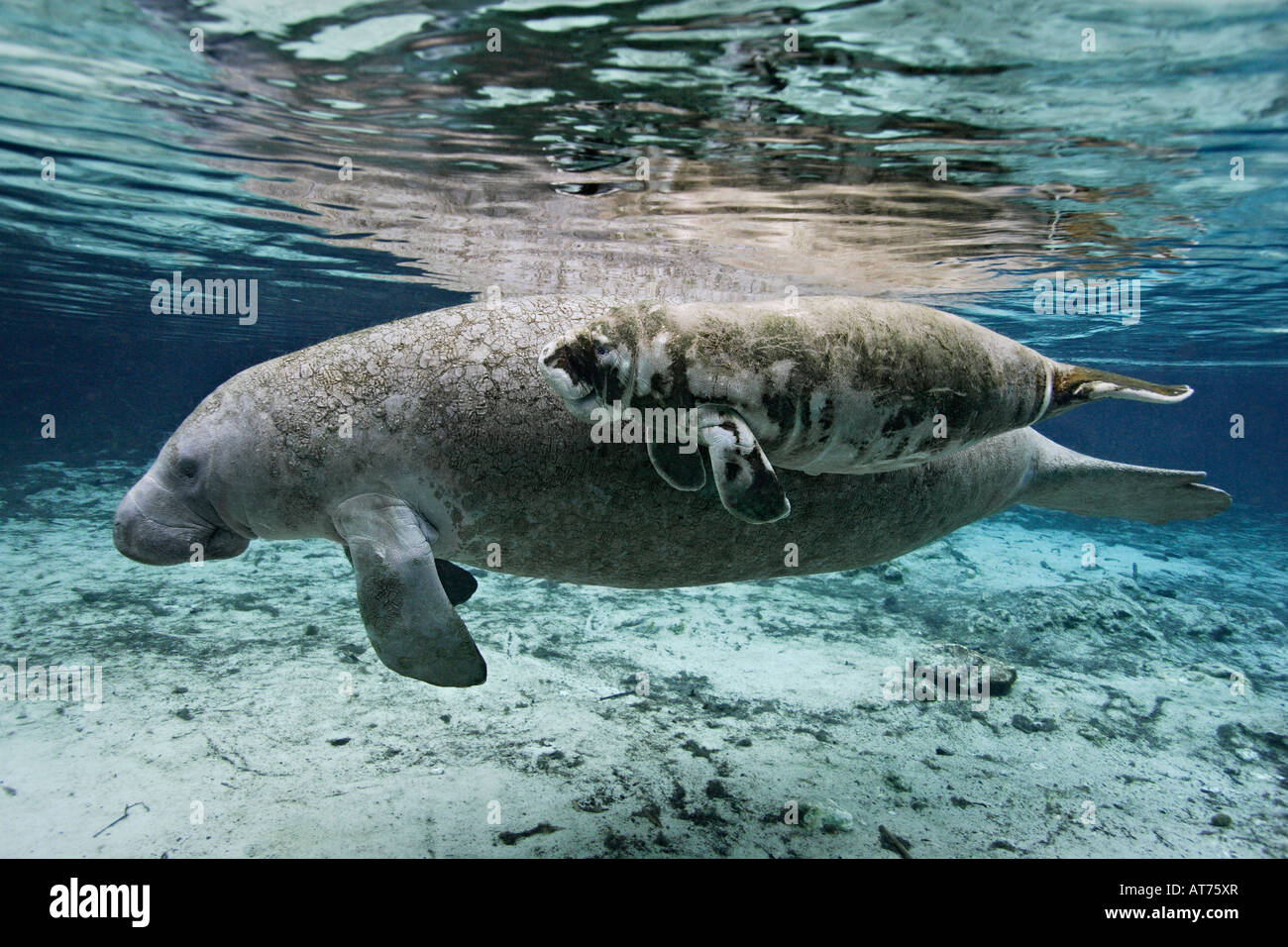 Nz0645-D. Florida i Lamantini Trichechus manatus latirostris, di vitello al fianco di madre. Florida, Stati Uniti d'America. Foto Copyright Brandon Cole Foto Stock