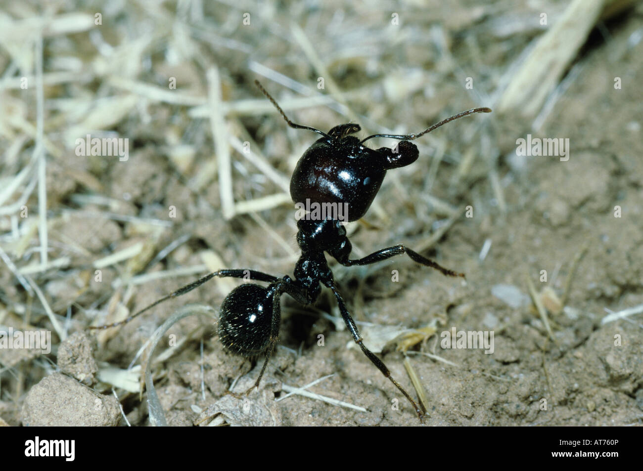 Harvester Ant Formicidae adulto Crau Francia Maggio 1993 Foto Stock