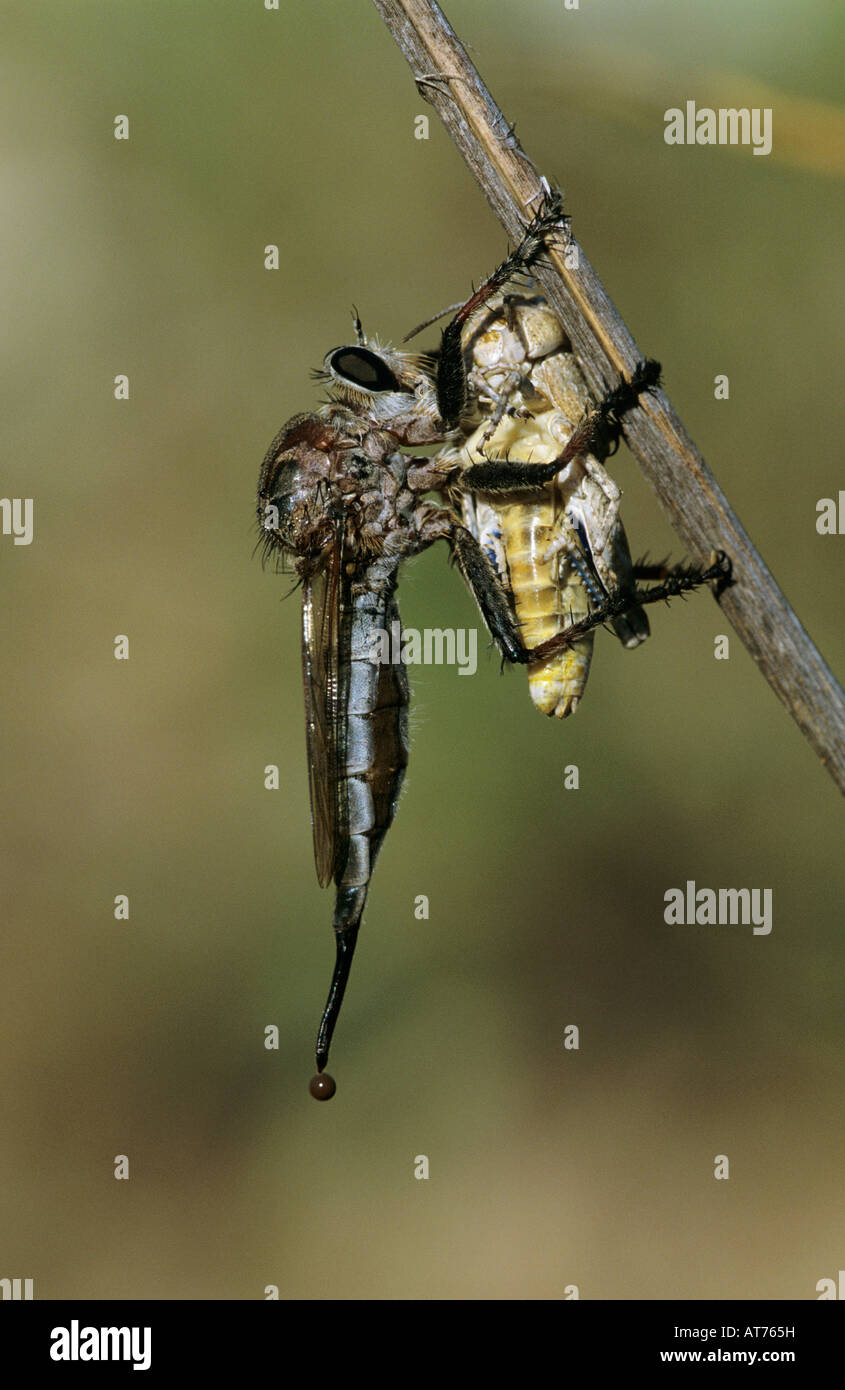 Robber Fly Asilidae adulto con grasshopper come preda Starr County Rio Grande Valley Texas USA Maggio 2002 Foto Stock