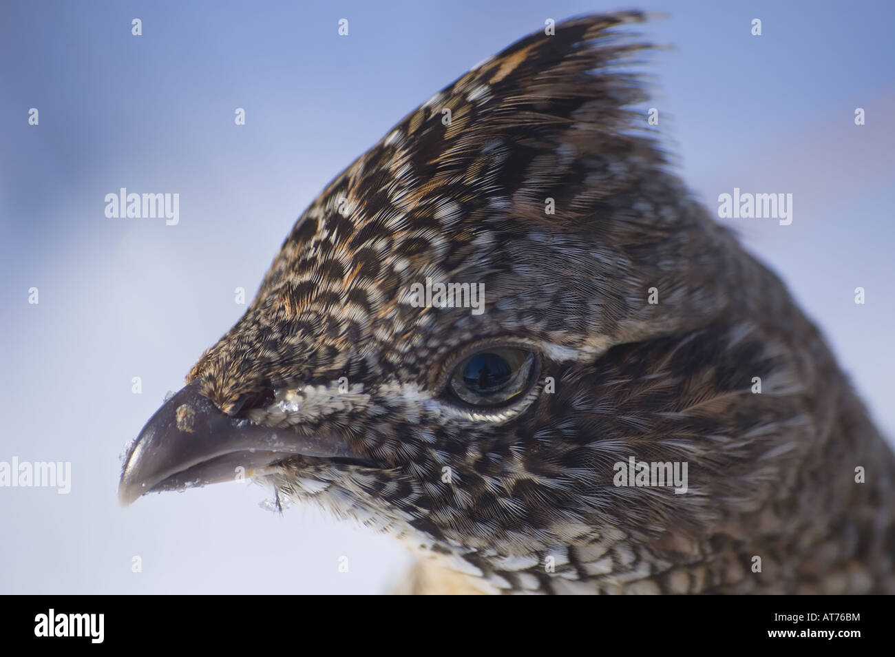 Ruffed Grouse Bonasa umbellus Foto Stock