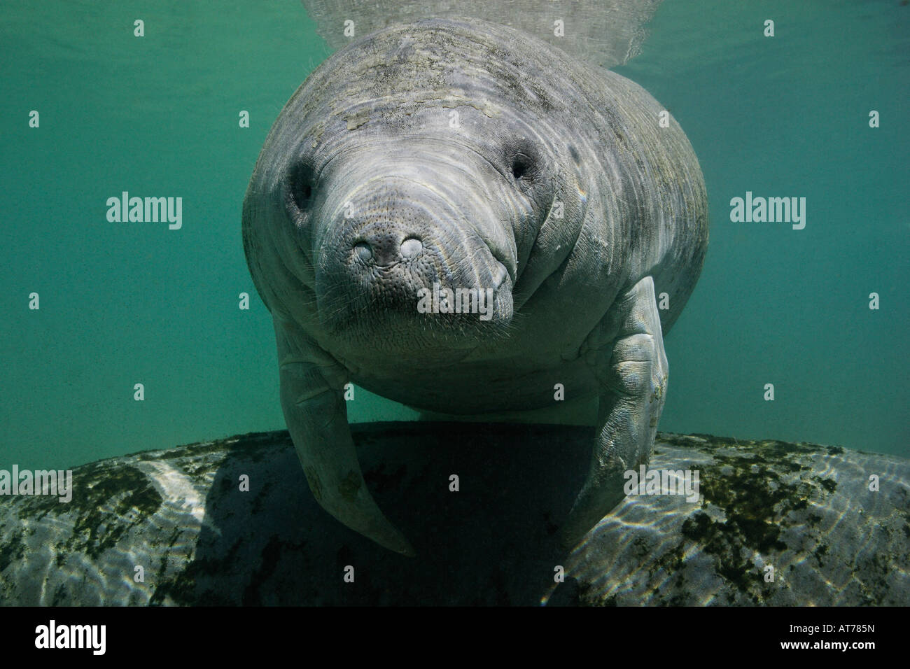 Nz0518-D. Florida Manatee, Trichechus manatus latirostris. Florida, Stati Uniti d'America. Foto Copyright Brandon Cole Foto Stock