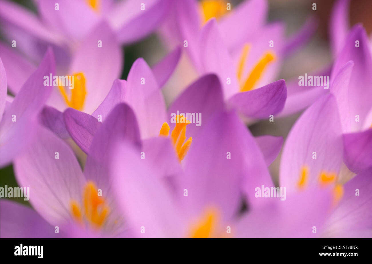 Crocus fiori di primavera di crochi C tommasinianus Whitewell viola primavera precoce fioritura nana piante a bulbo REGNO UNITO Foto Stock