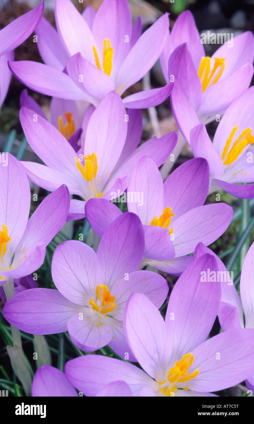 Crocus fiori di primavera di crochi C tommasinianus Whitewell viola primavera precoce fioritura nana piante a bulbo REGNO UNITO Foto Stock