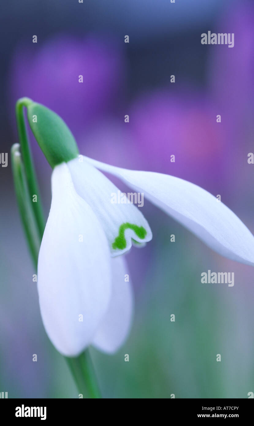 Fiori di Primavera fioritura Snowdrop Galanthus Atkinsii Amaryllidaceae Dumfries and Galloway Scotland Regno Unito Foto Stock