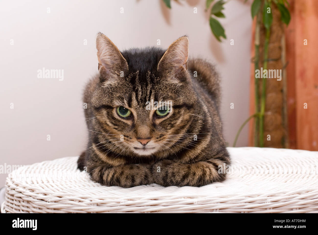 Un grande Sugarello maschile adulto gatto (Felis catus) seduto su un tavolo bianco in vimini e guardando la macchina fotografica Foto Stock