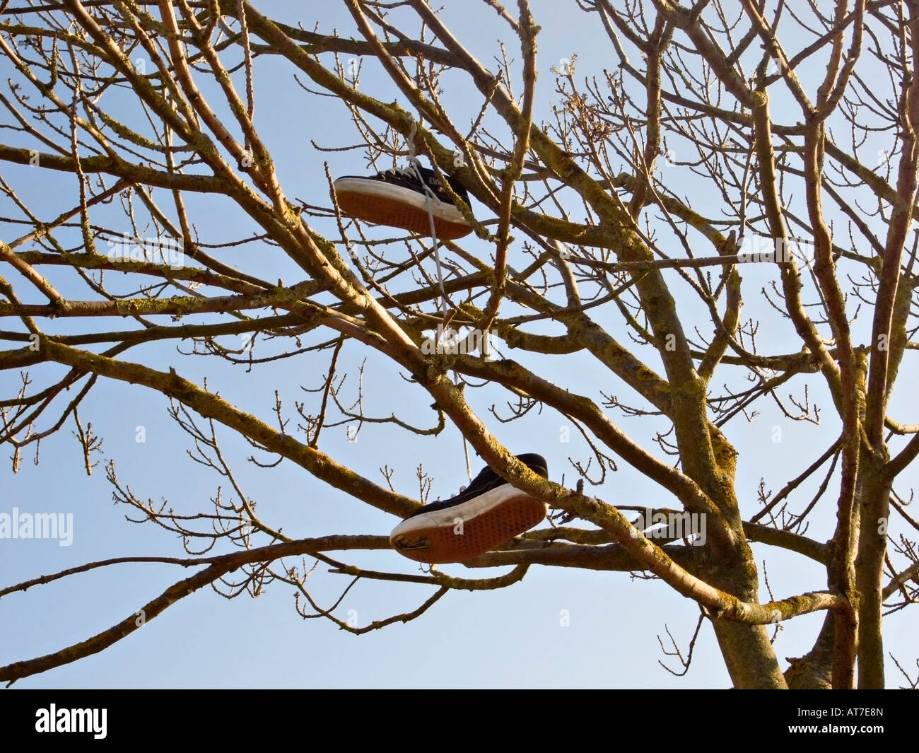 Coppia di formatori appesi da rami di albero Foto Stock