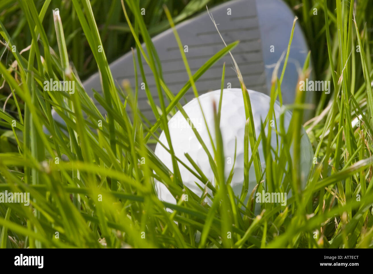 Close up di bianco pallina da golf nel lungo erba ruvida con conducente dietro a basso angolo. Inghilterra, Regno Unito Foto Stock
