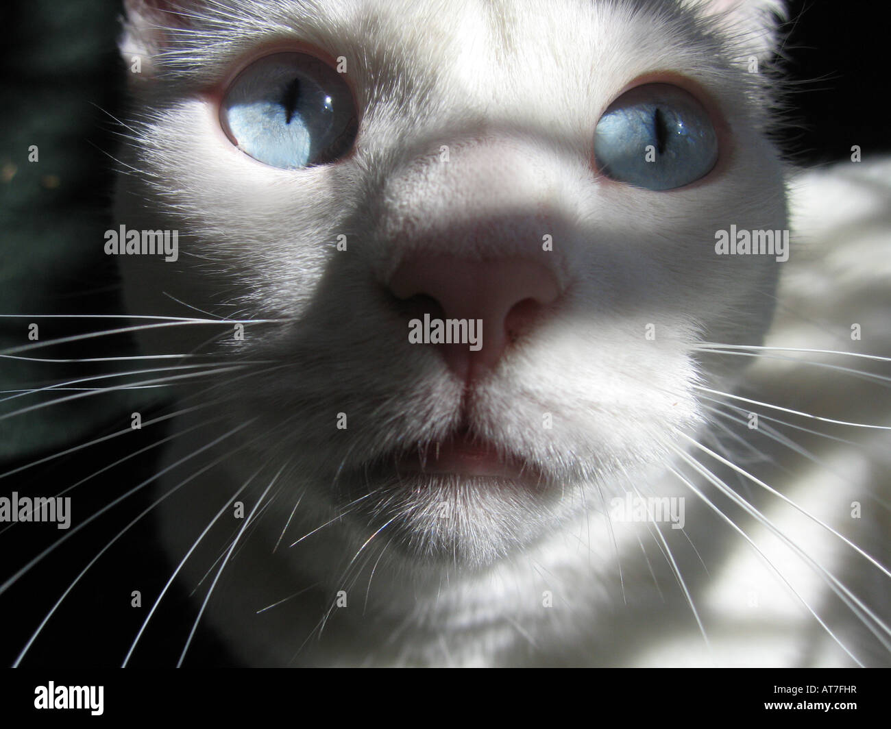 Blue-eyed cat guarda nella distanza Foto Stock