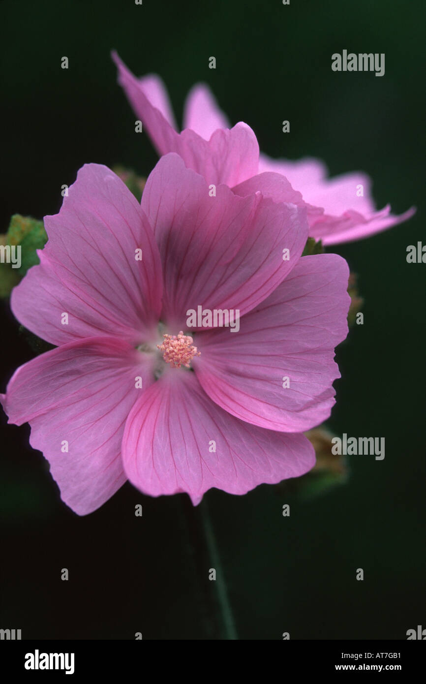 Tree Mallow Lavatera Rosea AGM due fiori contro uno sfondo scuro Foto Stock