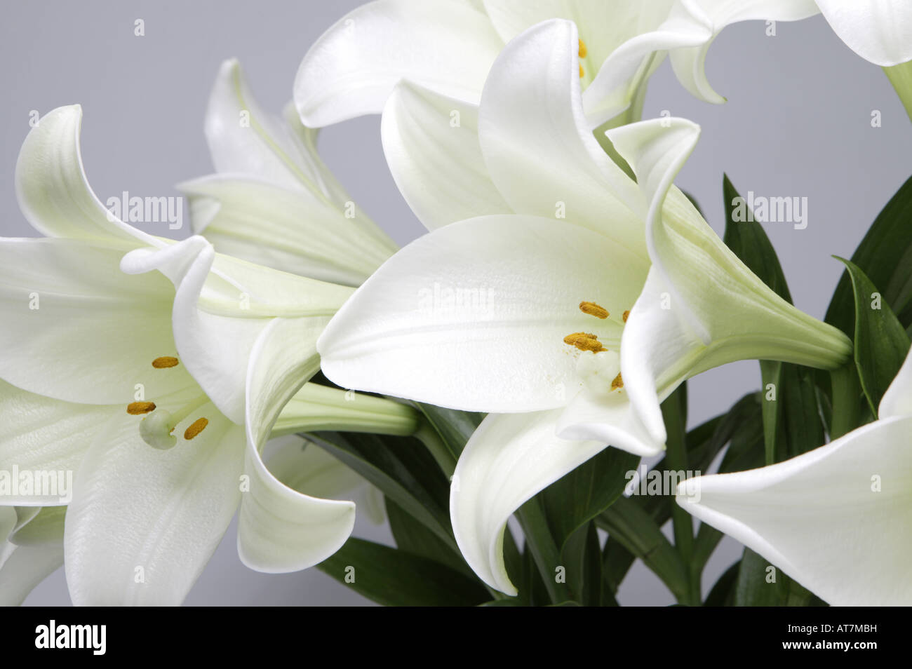 Pasqua lilly o bianco lilly lilium longiflorum close up Foto Stock