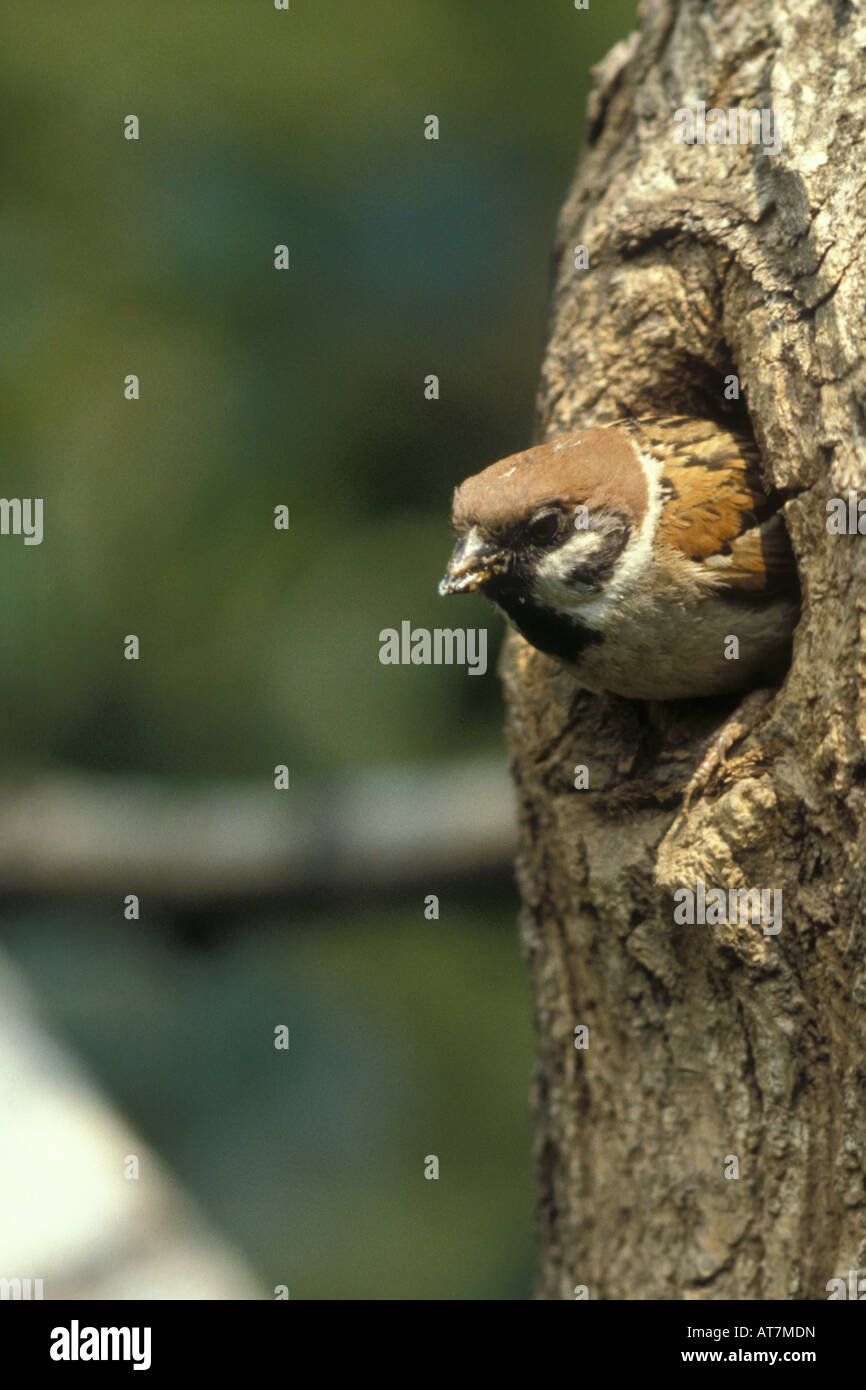 Passer montanus eurasian passera mattugia passera mattugia Passeriforme europeo bird nido tronco uccello nido di uccello Foto Stock