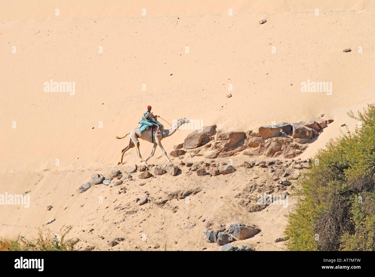 Deserto del Sahara dal lato del fiume Nilo in Egitto. Un cammello attraversa il paesaggio Foto Stock