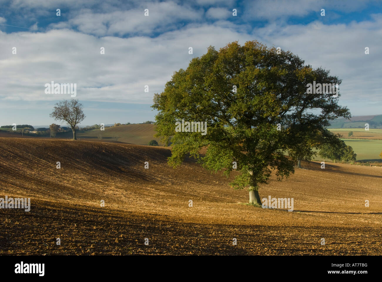 Un recente e coltivate campo seminato con un singolo albero nel Warwickshire, Inghilterra, Regno Unito Foto Stock