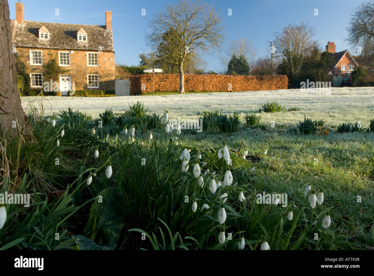 Snowdrops su un gelido giorno a Honington, Shipston on Stour, Warwickshire, Inghilterra, UK, Regno Unito. Foto Stock
