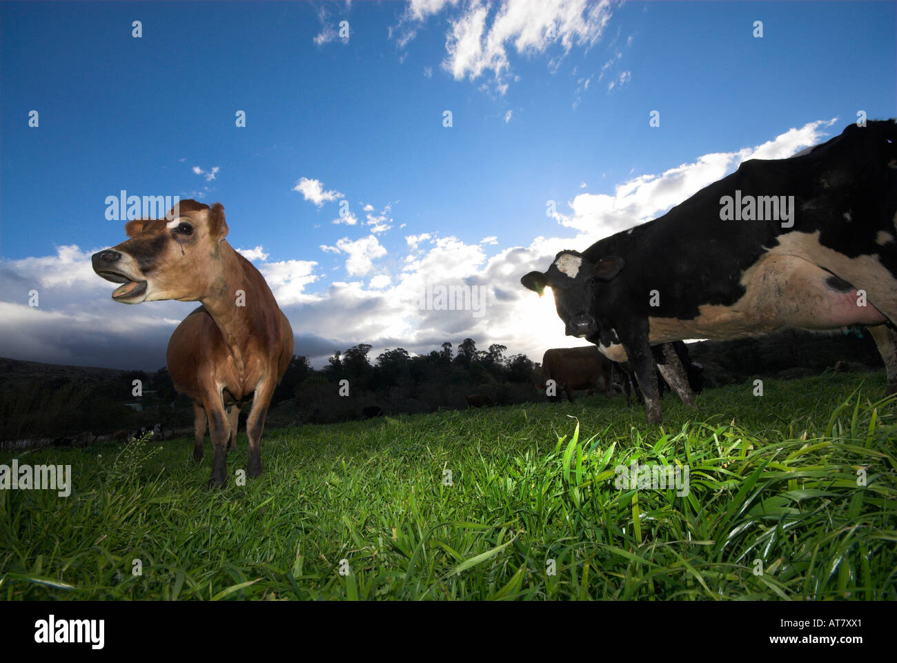 Agricoltura Agricoltura industria lattiero-casearia capo orientale del Sud Africa Foto Stock
