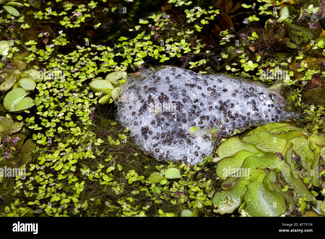 Striped Marsh Frog, Lymnodynastes peroni. Massa d'uovo o rana riprodotta tra le erbacce dello stagno. Coffs Harbour, NSW, Australia Foto Stock