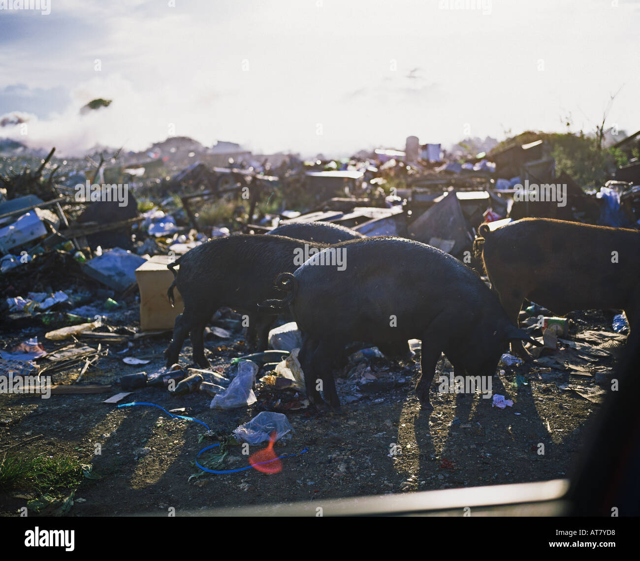 Discarica e suini selvatici di scavenging del cibo, Guadalupa, French West Indies Foto Stock