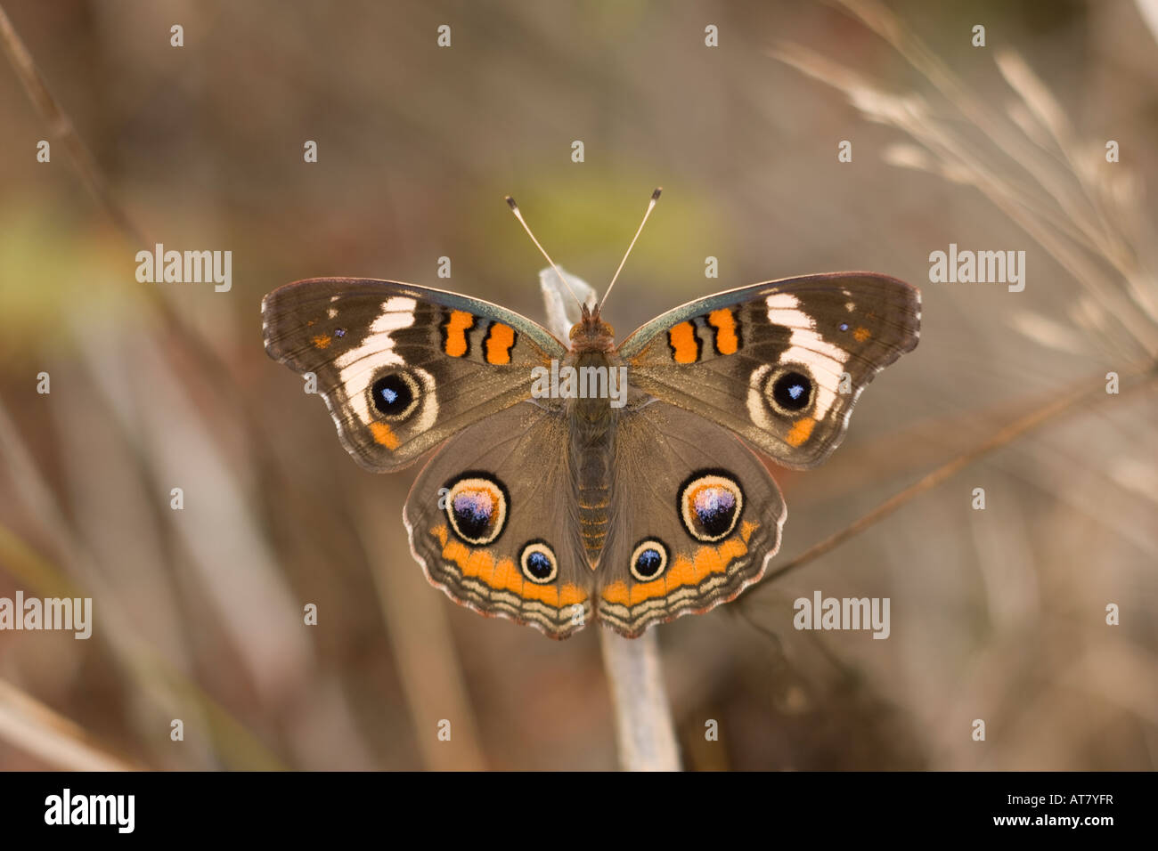 Buckeye comune Junonia coenia Butterfly Foto Stock