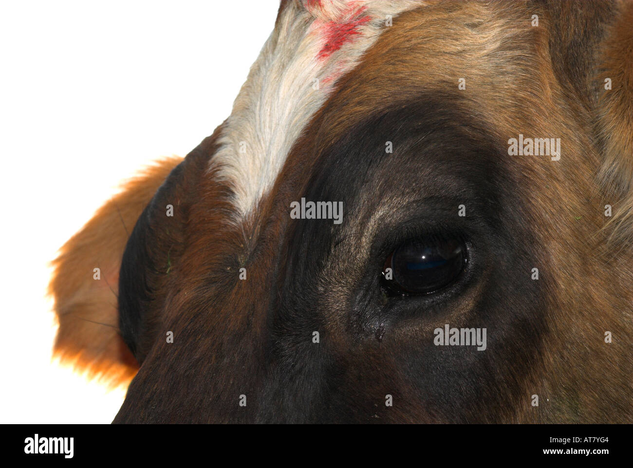 Agricoltura Agricoltura industria lattiero-casearia capo orientale del Sud Africa Foto Stock