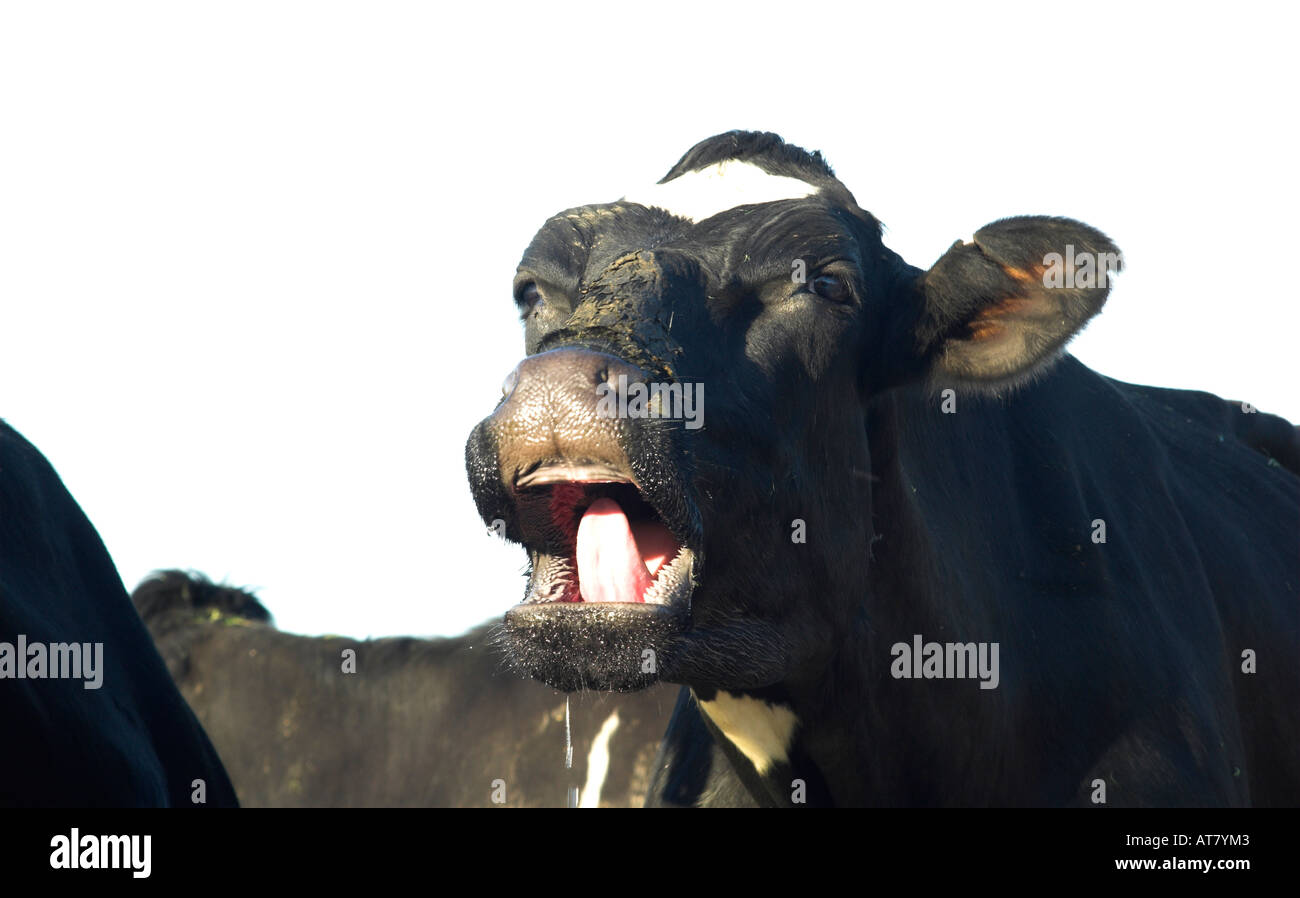 Agricoltura Agricoltura industria lattiero-casearia capo orientale del Sud Africa Foto Stock