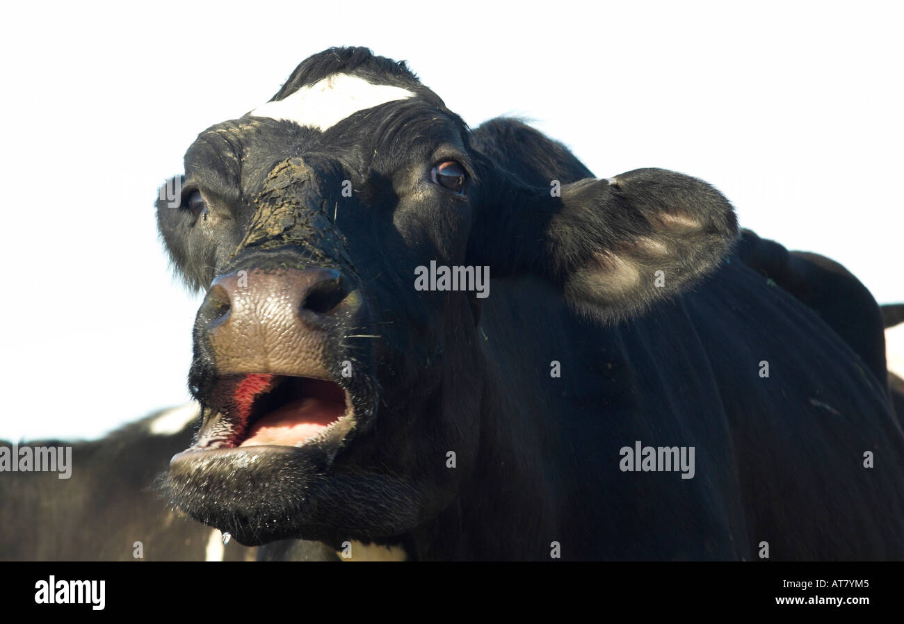 Agricoltura Agricoltura industria lattiero-casearia capo orientale del Sud Africa Foto Stock