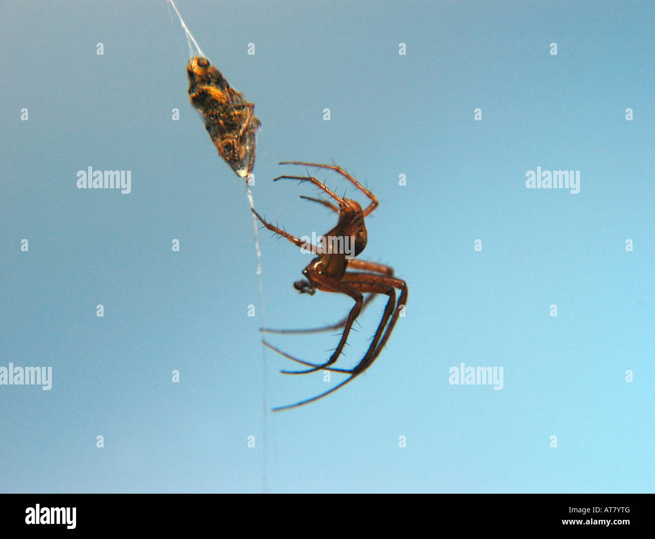 Un ragno ritiri per nascondere dopo aver partecipato ad un intrappolati e mosca morta nella sua web. Foto Stock