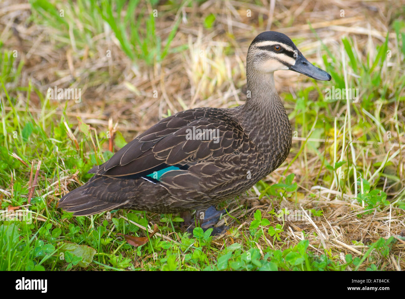 Black Duck del Pacifico Foto Stock