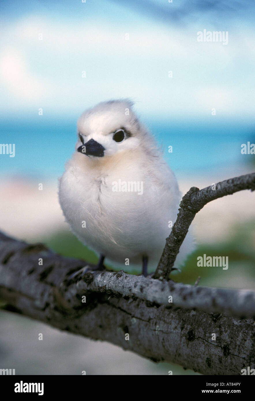 Bianco o tern manu o ku chick in kure atoll (gygis alba rothschildi) La popolazione di Oahu di uccello è elencato come minacciato Foto Stock