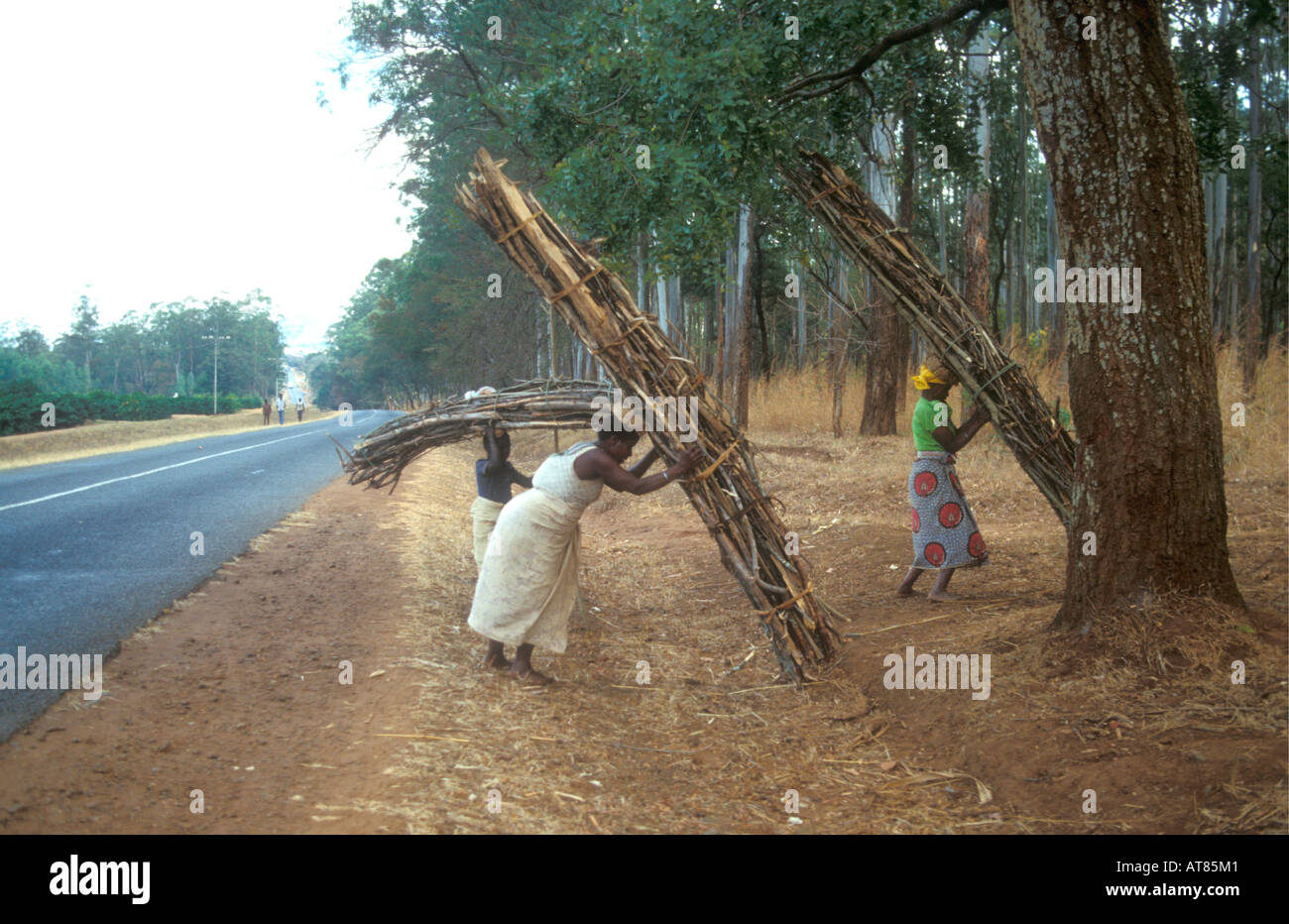 Le donne la manovra enormi fasci di legna da ardere pronto a li portano sulle loro teste vicino a Zomba Malawi Foto Stock