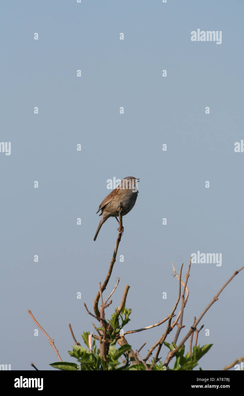 Dunnock maschio nel brano Foto Stock