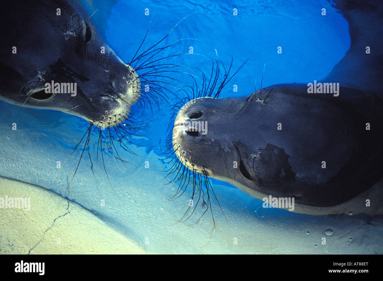In via di estinzione Hawaiian foca monaca (monachus schauinslandi) in acqua blu Foto Stock
