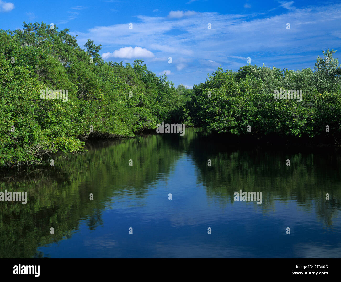 La foresta di mangrovie ad alta marea J N Ding Darling National Wildlife Refuge Sanibel Island Florida Dicembre 1998 Foto Stock