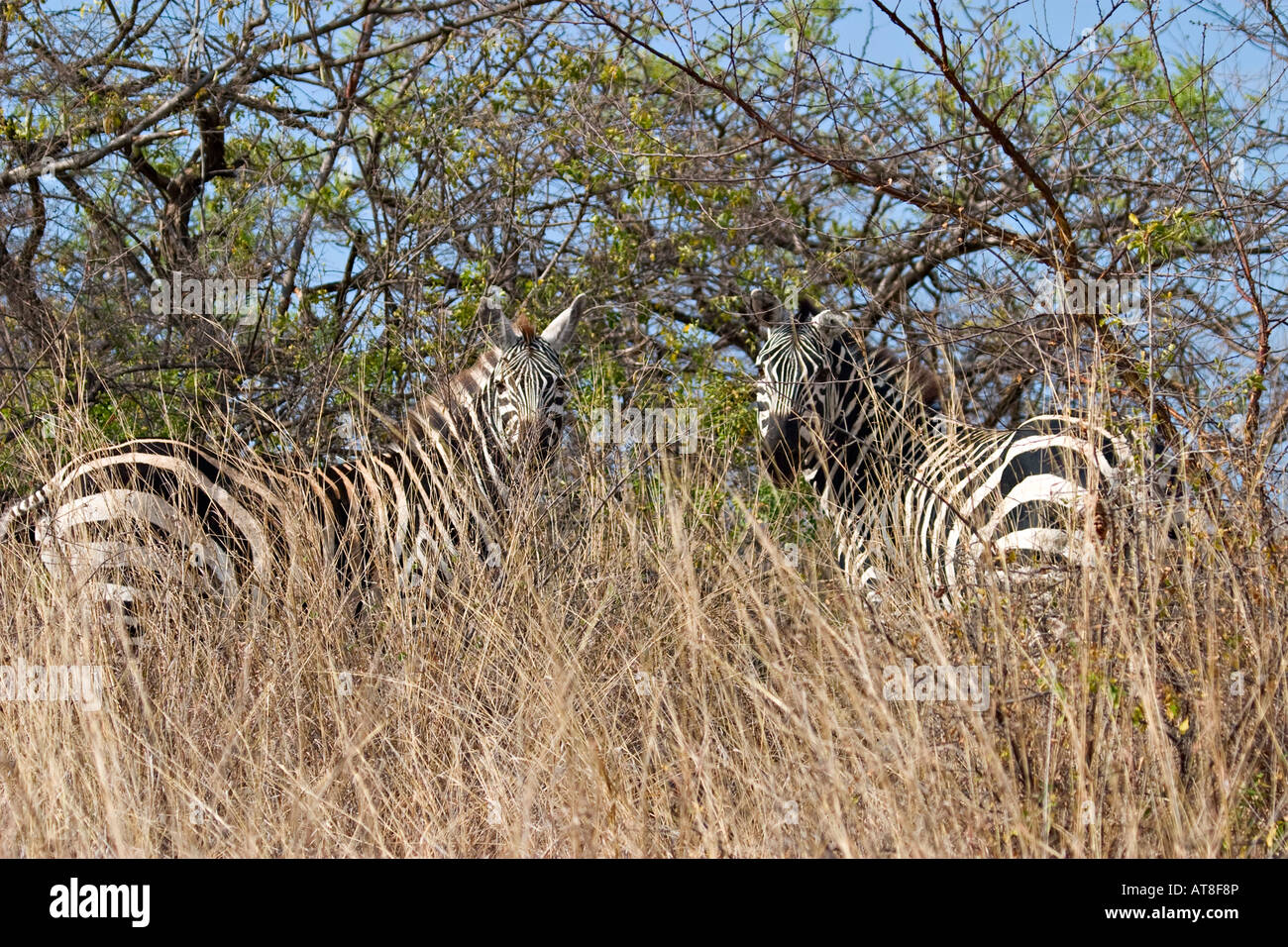 La Burchell zebre a Nechisar National Park, Etiopia, Africa Foto Stock