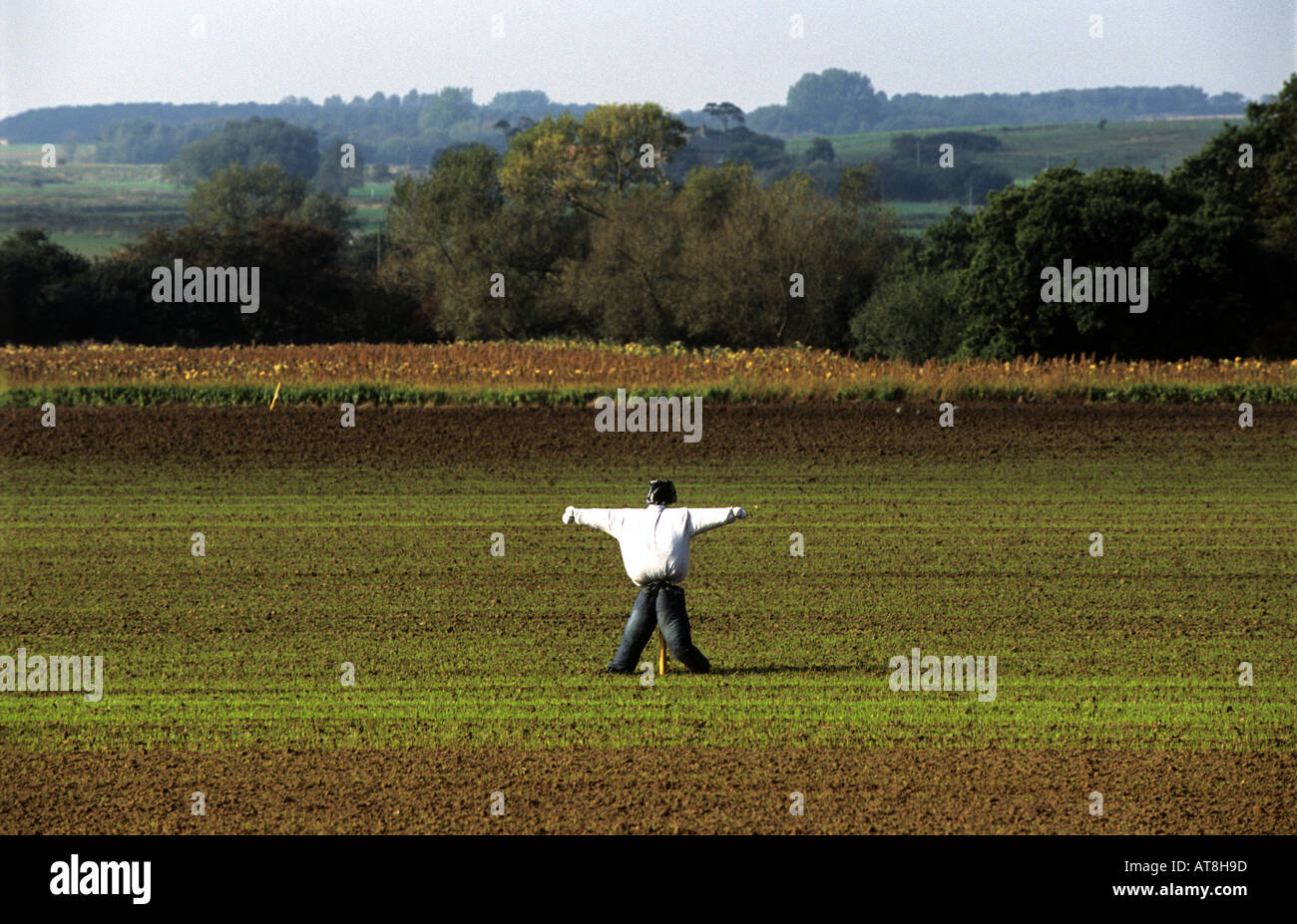 Lo Spaventapasseri a guardia di un campo di colture, Butley, Suffolk, Regno Unito. Foto Stock