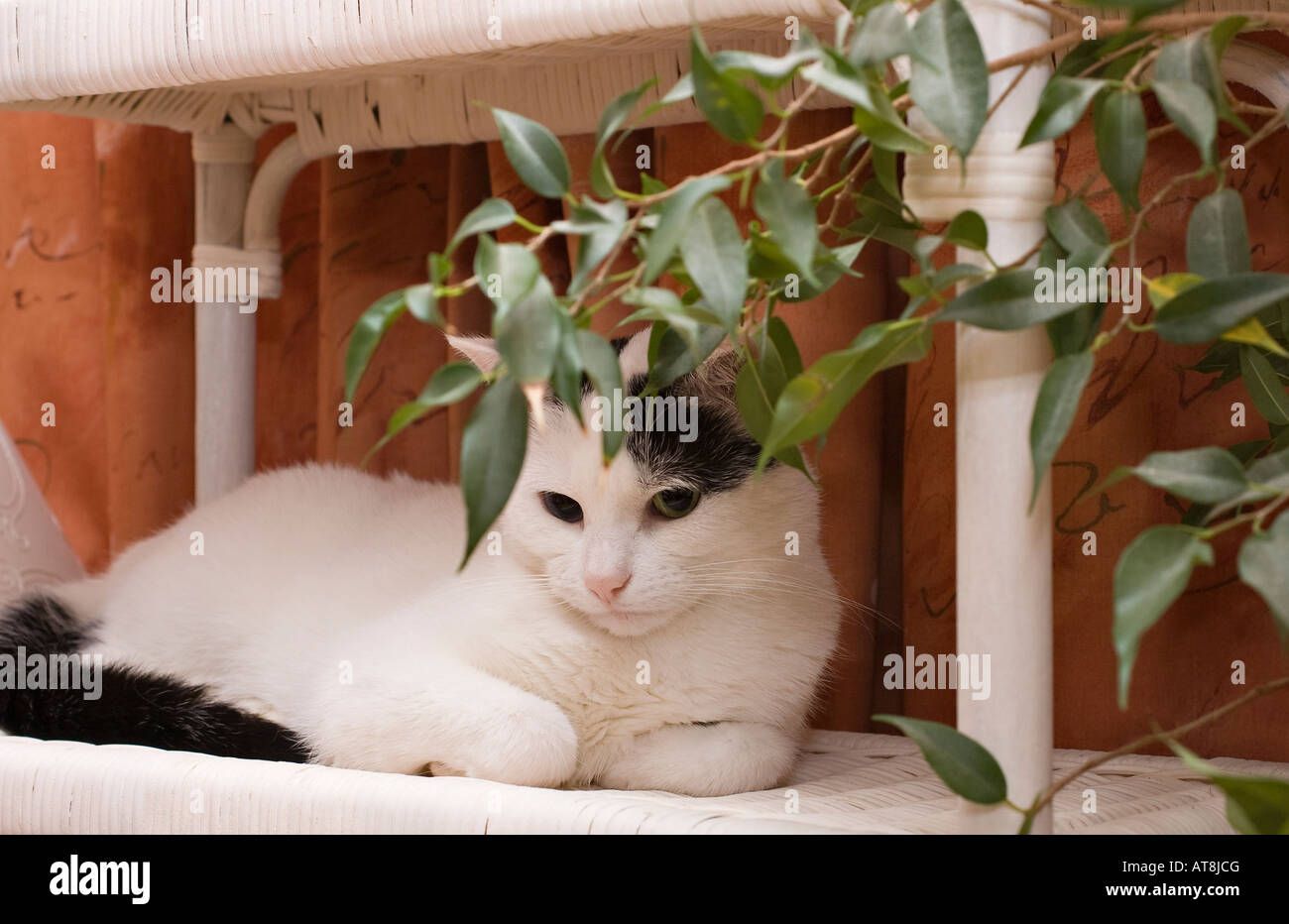 Carino il gatto domestico sdraiato Foto Stock