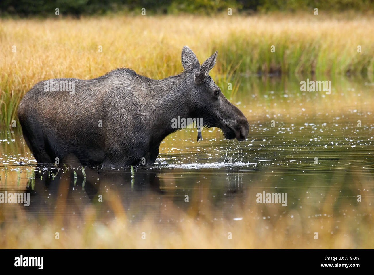 L'alimentazione delle alci in Marsh Foto Stock