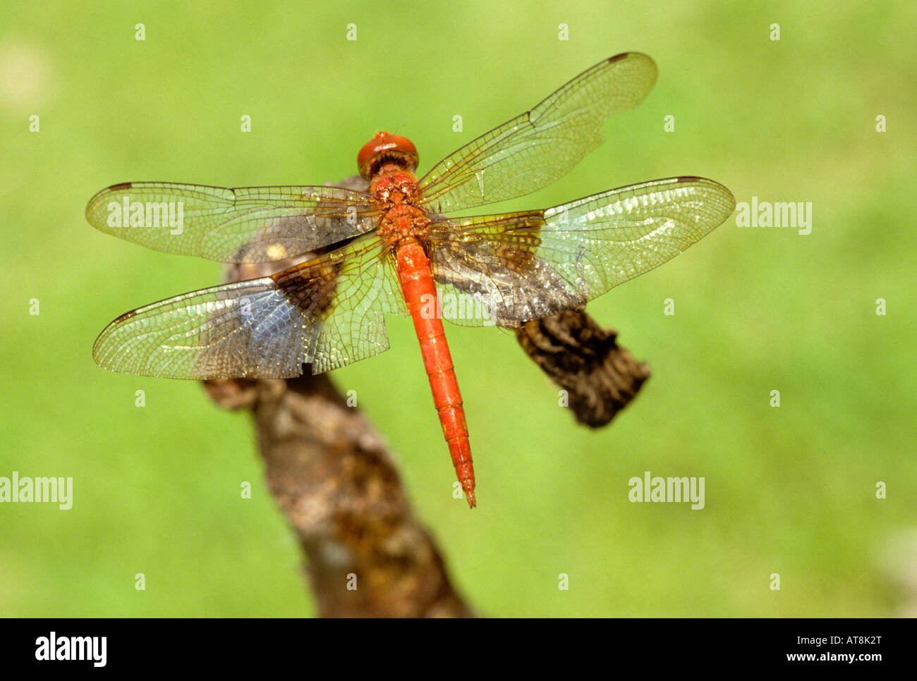 Libellula di Moorea in Isole della Società Foto Stock