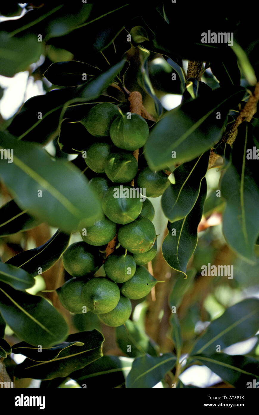 Close-up di un cluster di verde di noci di macadamia crescono su un albero sulla Big Island delle Hawaii. Foto Stock