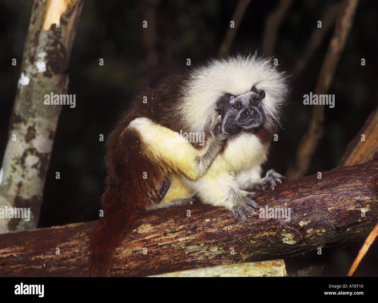 Il cotone intitolata tamarin seduta sul ramo artigliando oedipomidas edipo Foto Stock