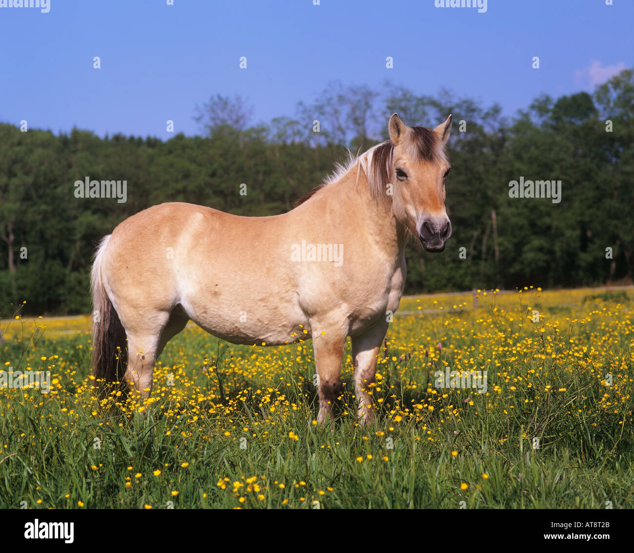 Fiordo norvegese cavallo in piedi sul prato Foto Stock