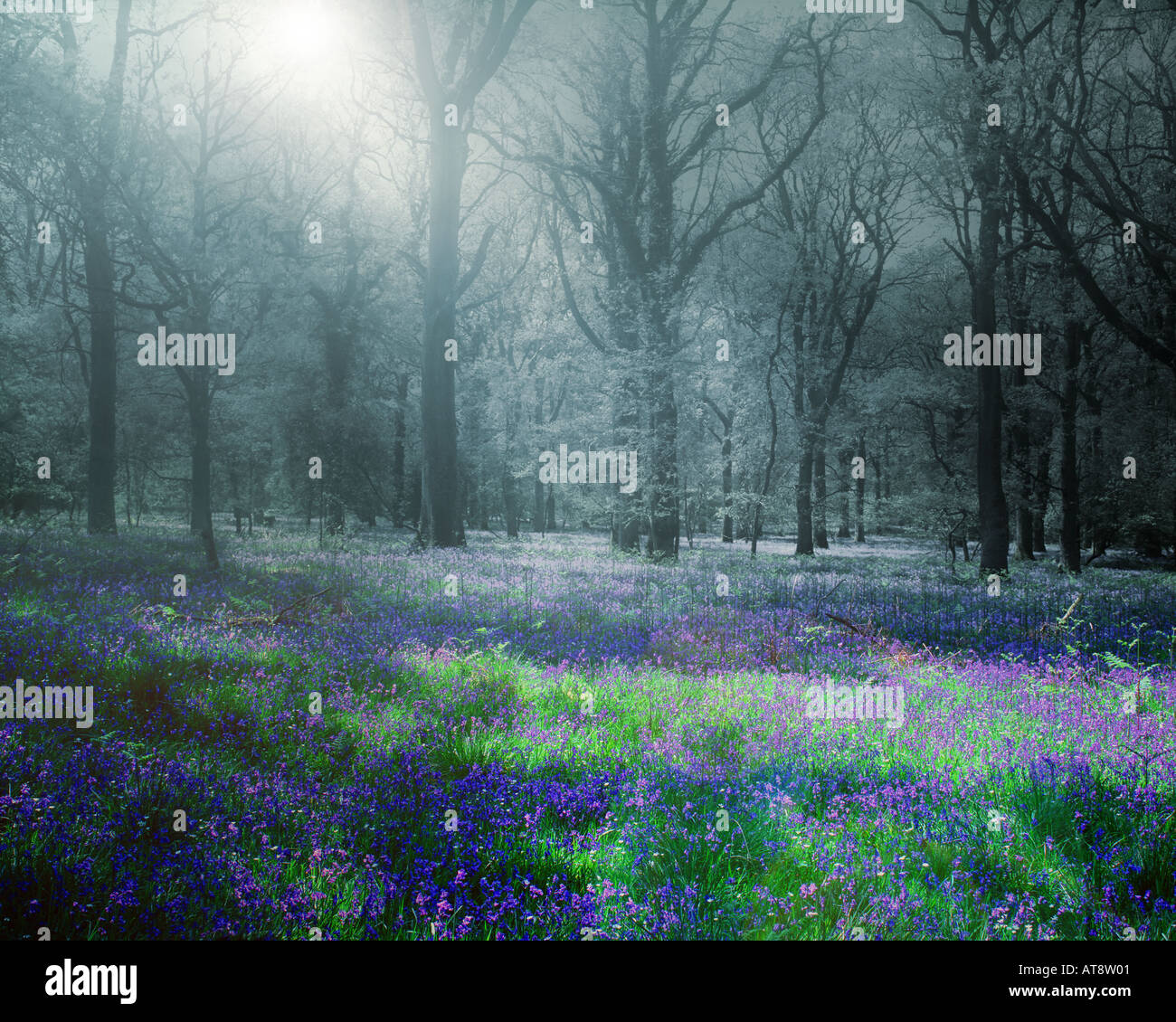 GB - GLOUCESTERSHIRE: Bluebells presso il Royal Foresta di Dean Foto Stock