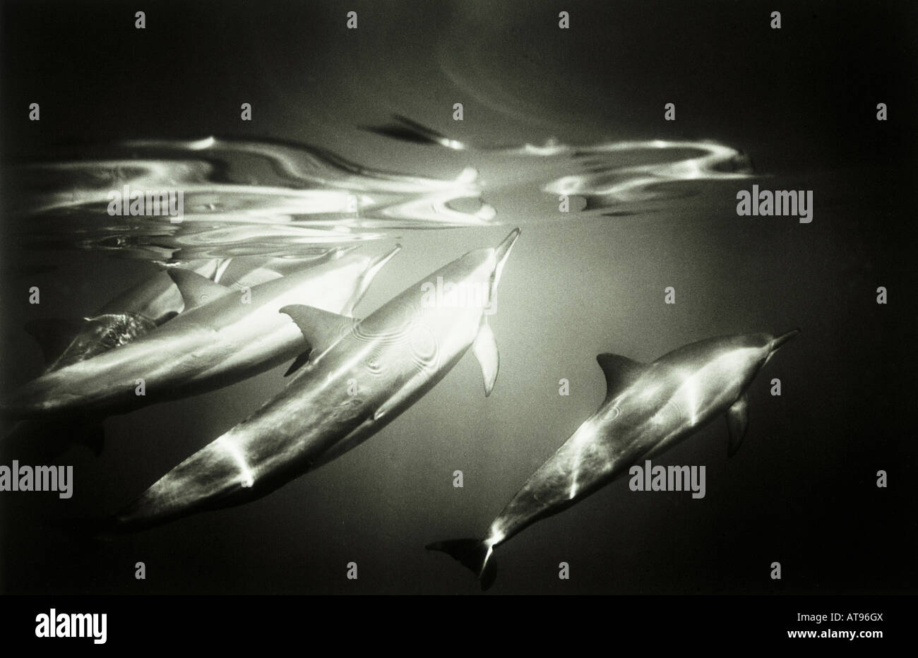 In bianco e nero di opere d'arte di lavoro i delfini nella baia di Kealakekua, Big Island Foto Stock