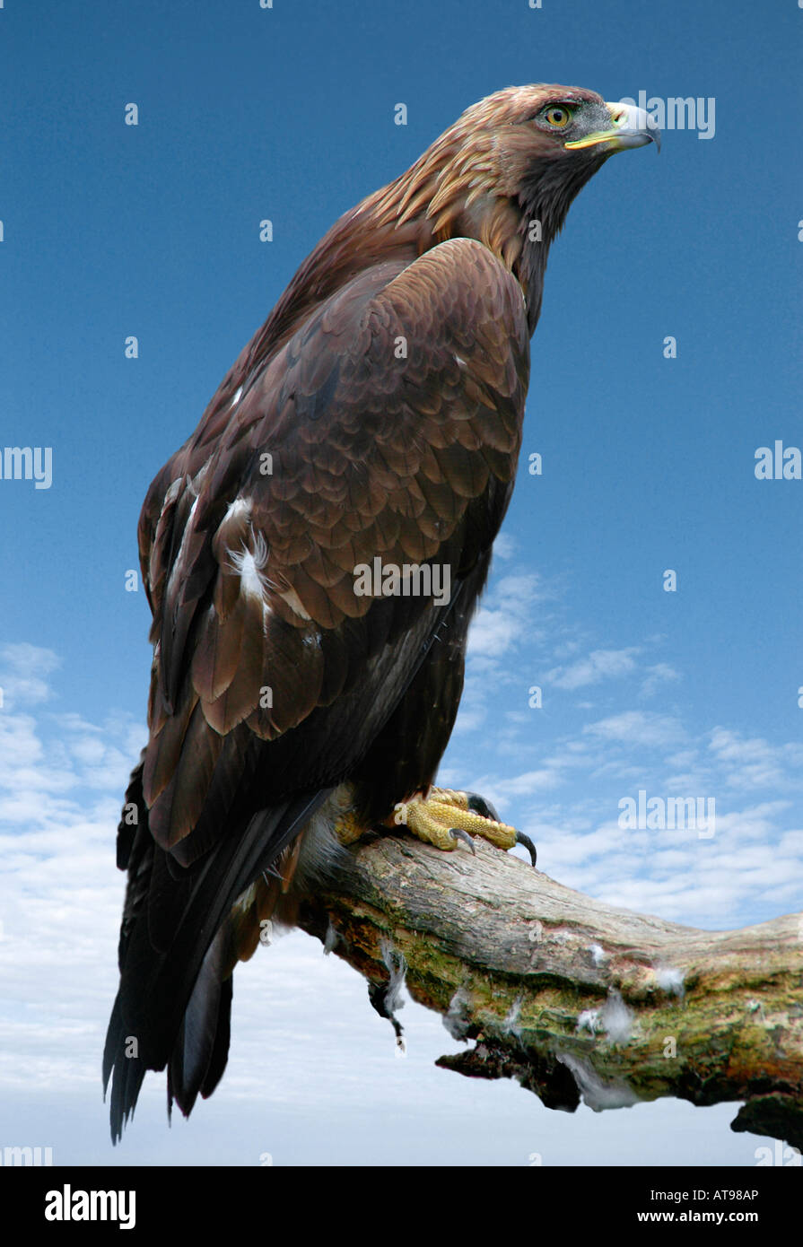 Un golden eagle posatoi su di una filiale di grandi dimensioni - Foto Stock