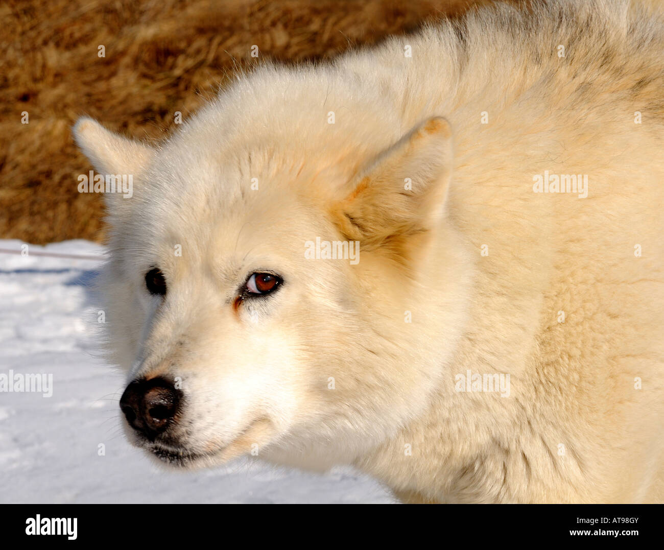 La Groenlandia cane con fitta pelliccia invernale Foto Stock